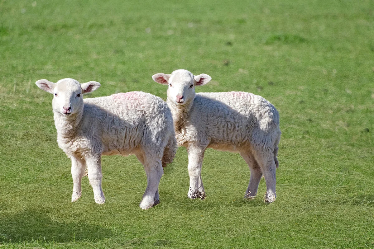 Additional image 15 of 94 The Broadway, Portland VIC 3305