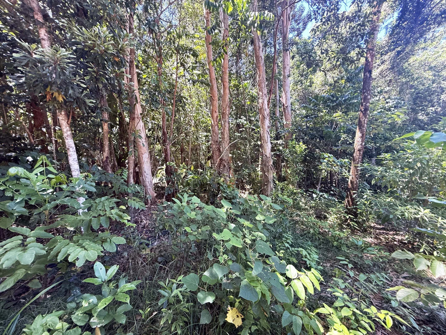 Additional image 8 of Lot 7 Garners Beach Road, Garners Beach QLD 4852