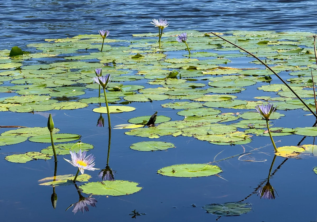 Image 8