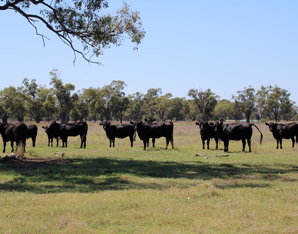 93 Old Pilliga Road, Wee Waa NSW 2388