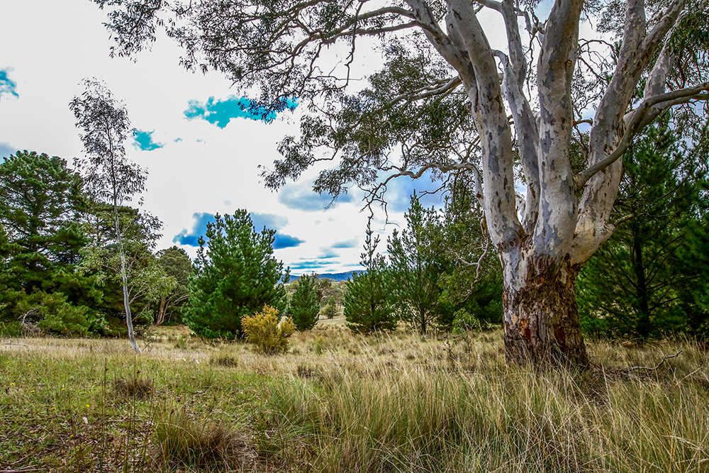 1270 Marked Tree Road, Gundaroo NSW 2620, Image 1