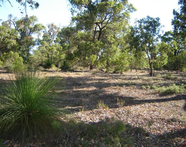 Lot 55 Darwinia Crescent, Coondle WA 6566