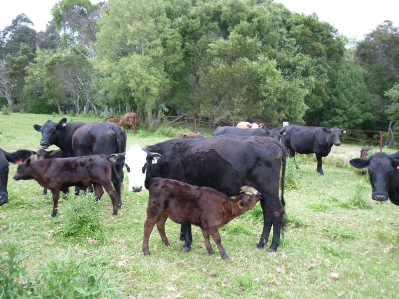 Dorrigo NSW 2453, Image 0