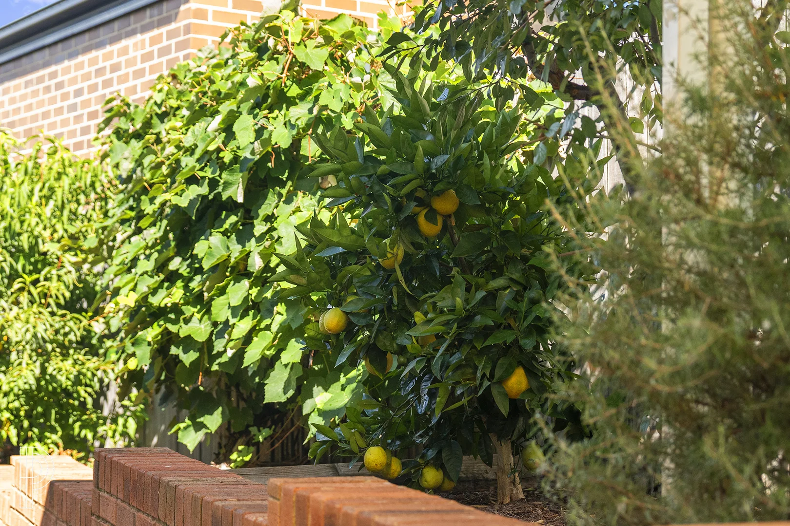 Additional image 22 of 38 Elia Ware Crescent, Bonner ACT 2914