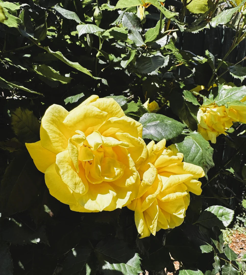 Image 17