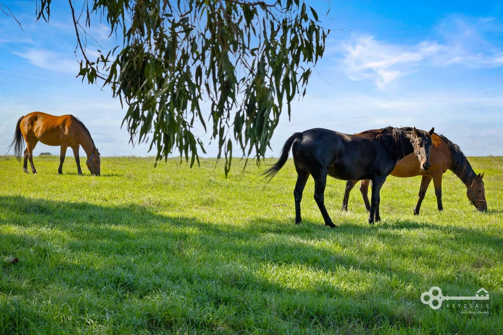 Additional image 2 of 51 Stevenson Road, Suttontown SA 5291