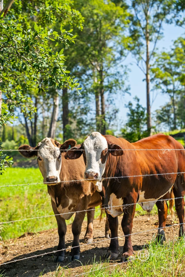 Additional image 31 of Milton NSW 2538