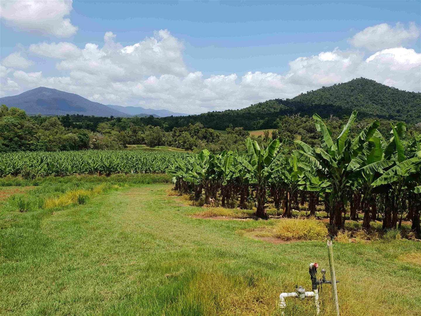 Carmoo QLD 4852 House for Sale Domain