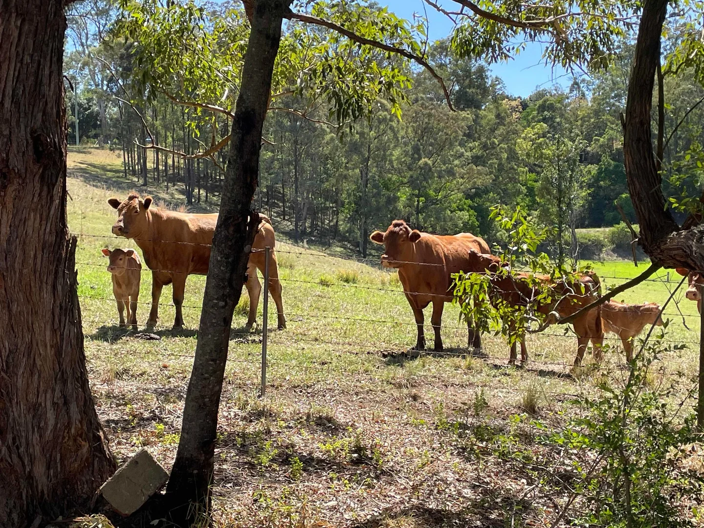 Additional image 3 of The Slopes NSW 2754