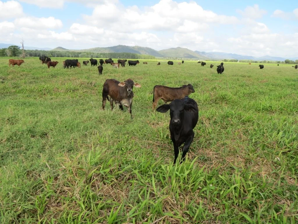 Additional image 13 of Pomona Road, Ingham QLD 4850