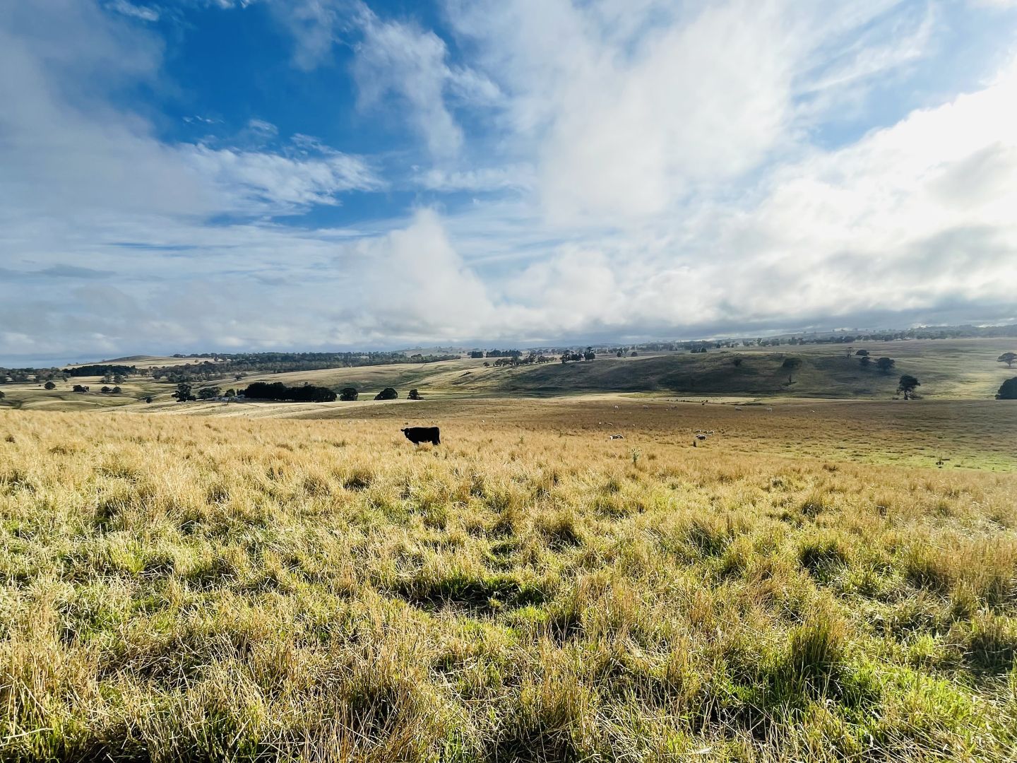 2120 Brackendale Road, Walcha NSW 2354 House for Sale Domain