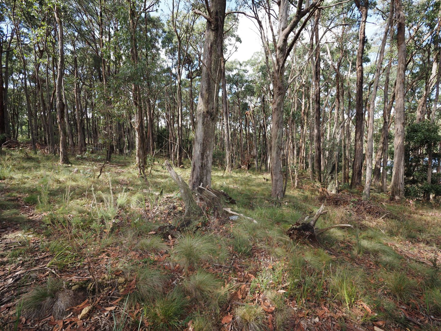 Lot 114 Pine Court, Dales Creek VIC 3341, Image 2