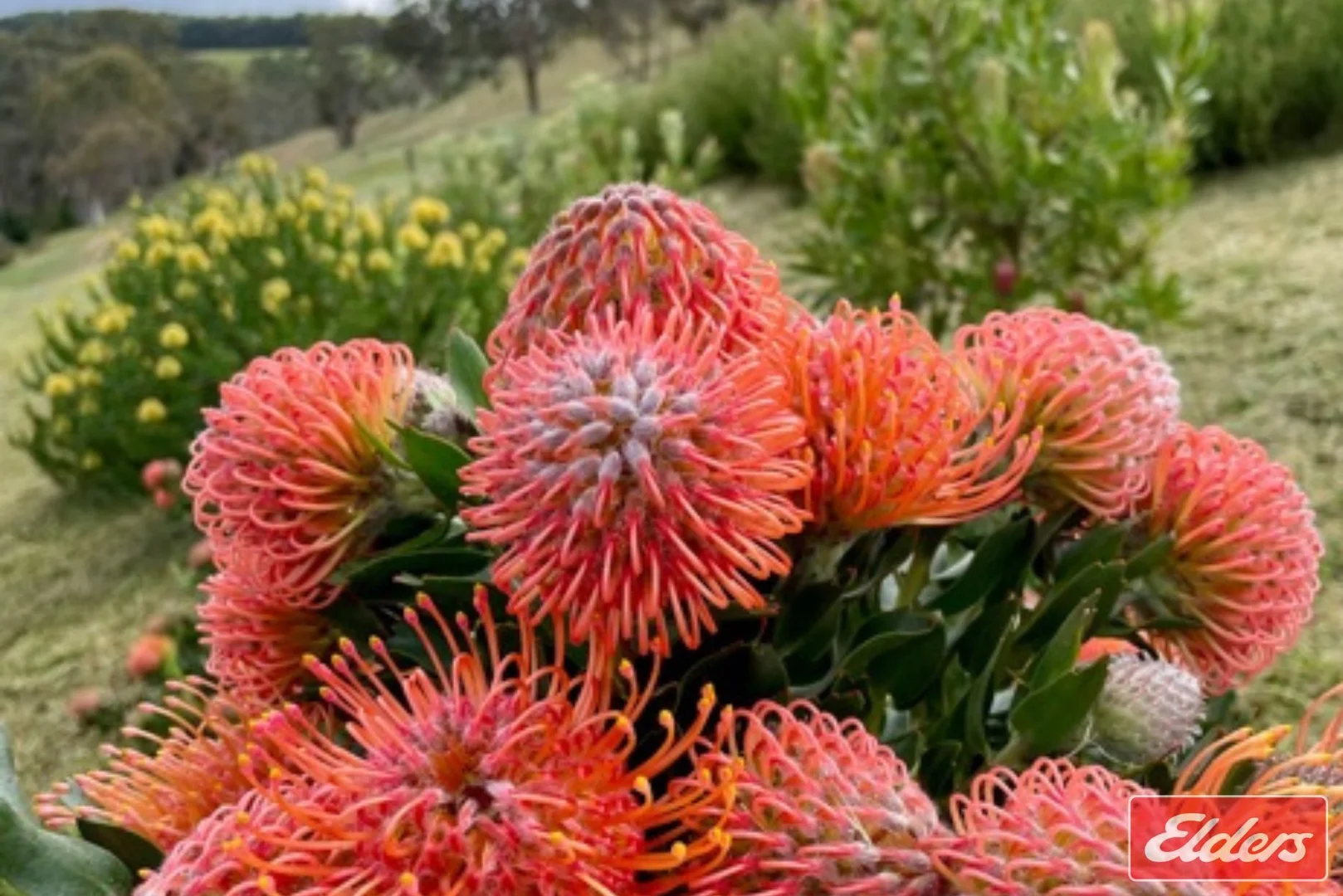 Additional image 24 of 36 Springton Road, Williamstown SA 5351