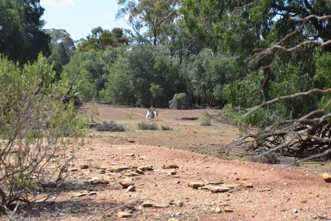 Picture of * Rosie Downs, HERMIDALE NSW 2831