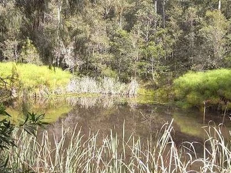 BULGA FOREST NSW 2429, Image 1