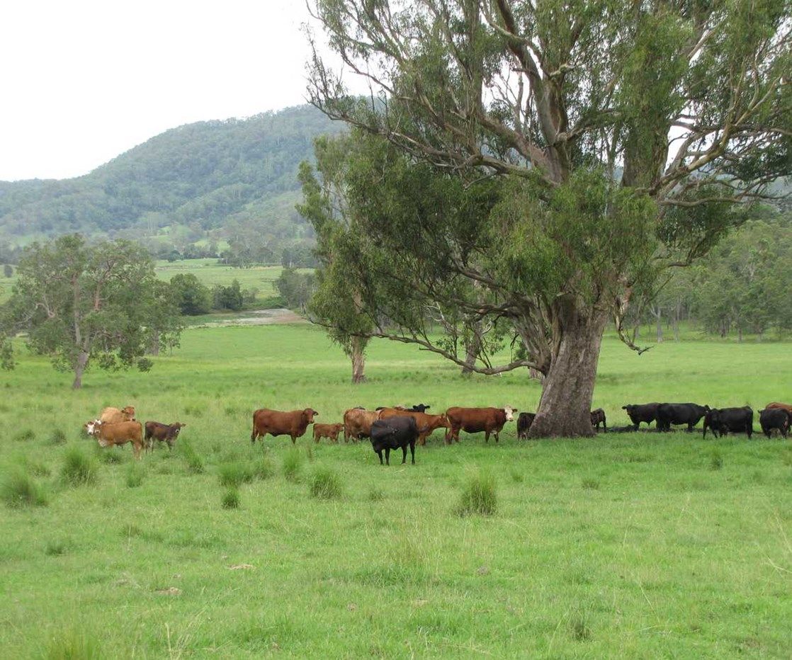 925 Naughtons Gap Rd, BENTLEY NSW 2480, Image 0