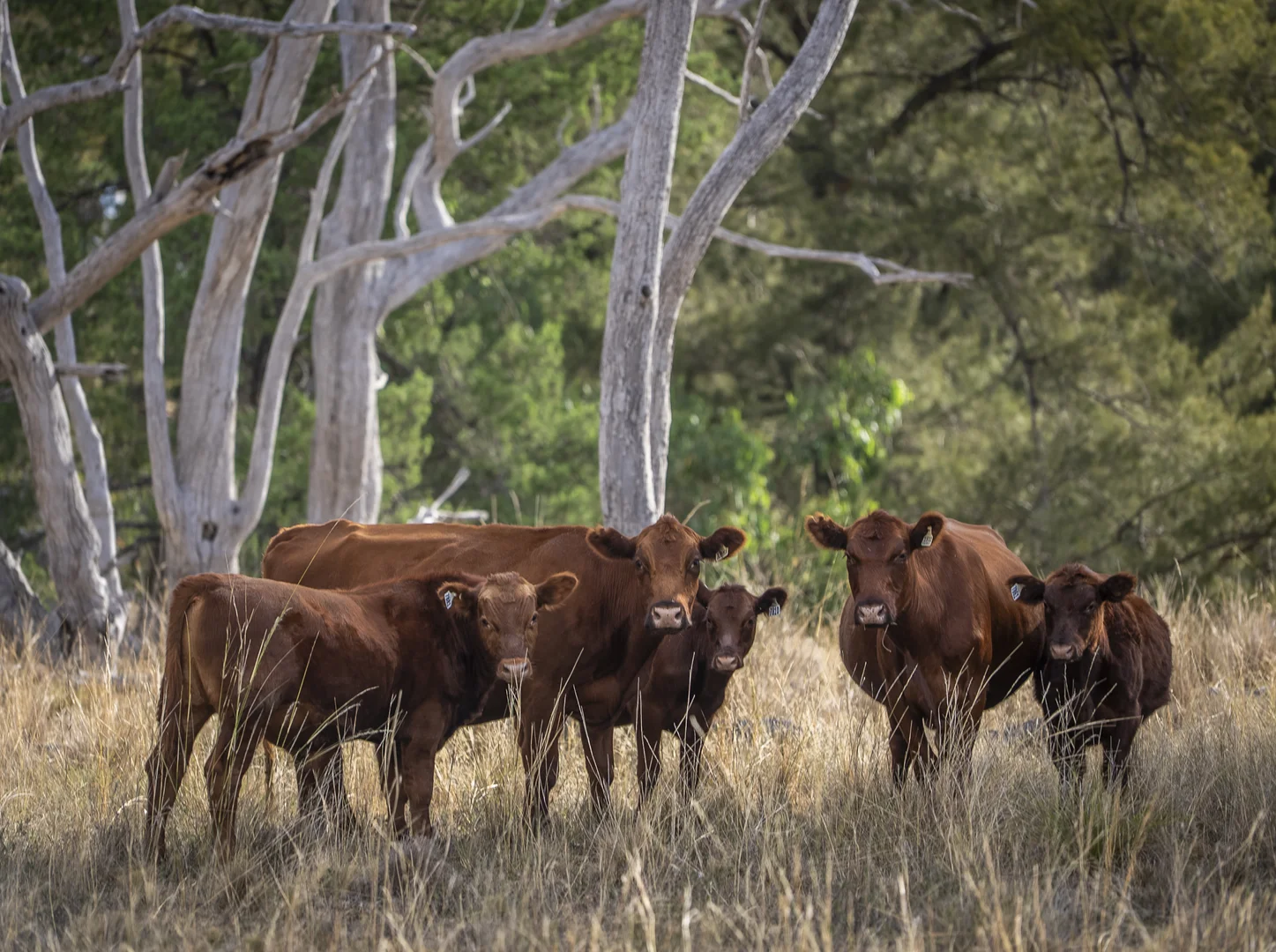 Additional image 17 of 3297 Stanthorpe-Inglewood Road, Inglewood QLD 4387