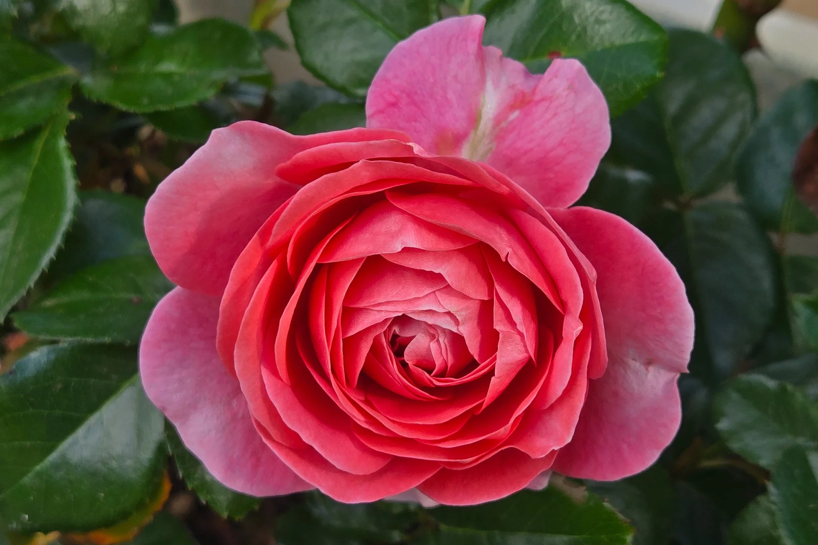 Image 30