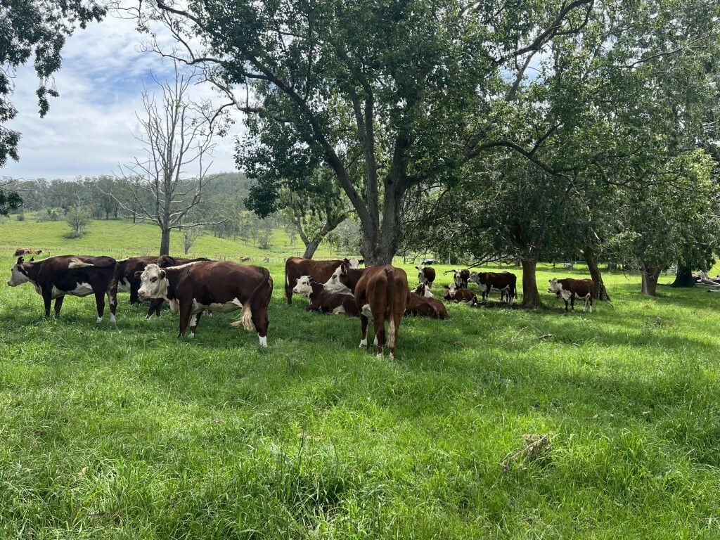 16068 Clarence Way, Old Bonalbo NSW 2469 House for Sale Domain