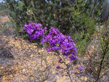 Lot 37 Hill River View, Jurien Bay WA 6516, Image 1