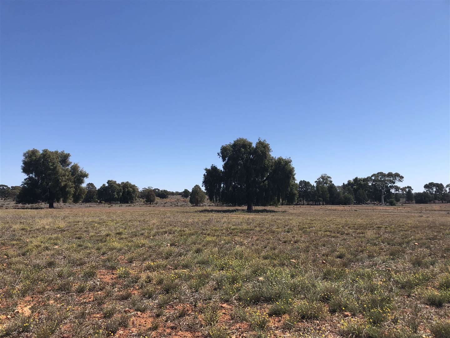 Tottenham NSW 2873 Farm for Sale 80,000 Domain