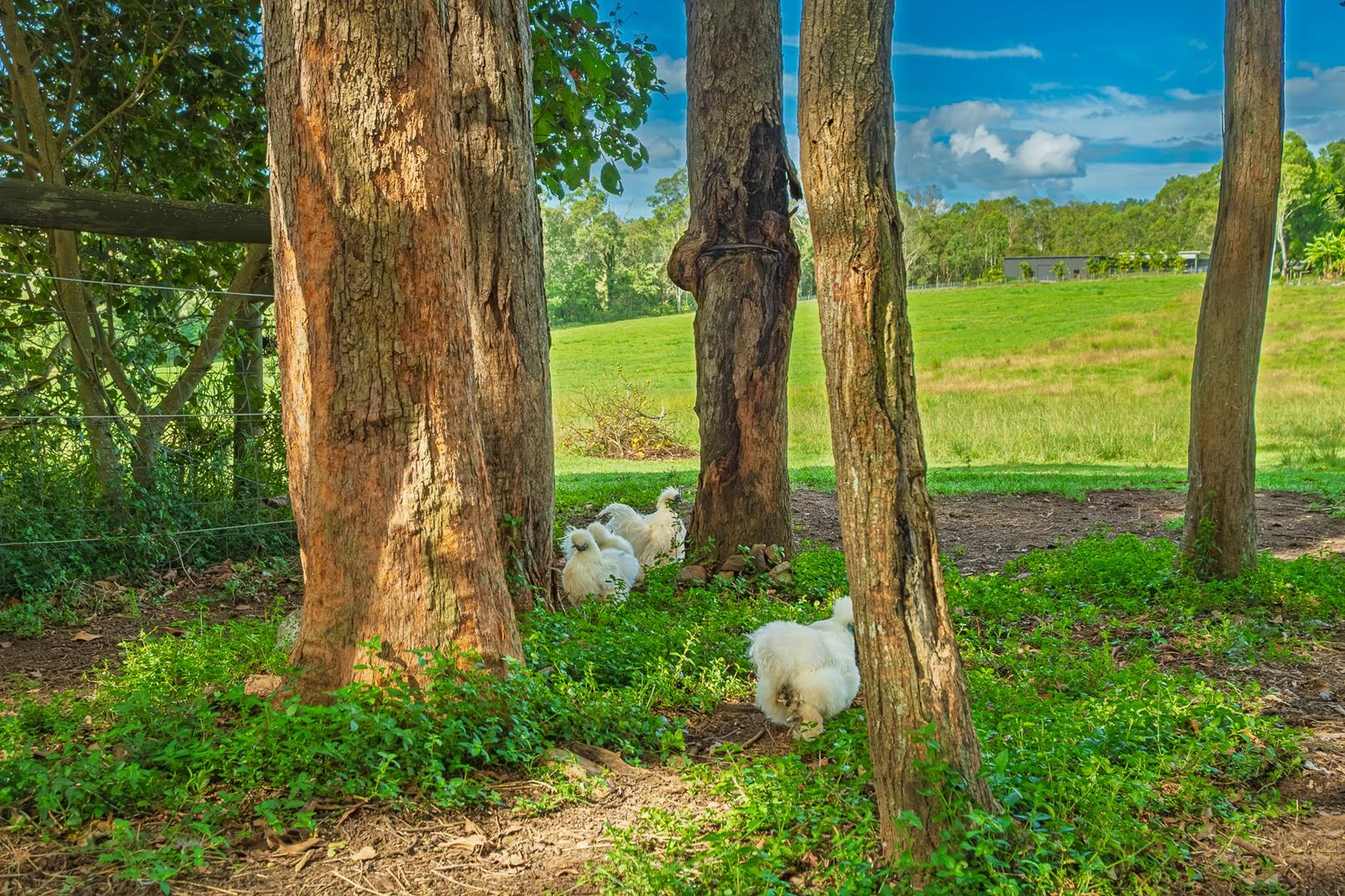 Additional image 31 of 40 McGinn Road, Gheerulla QLD 4574