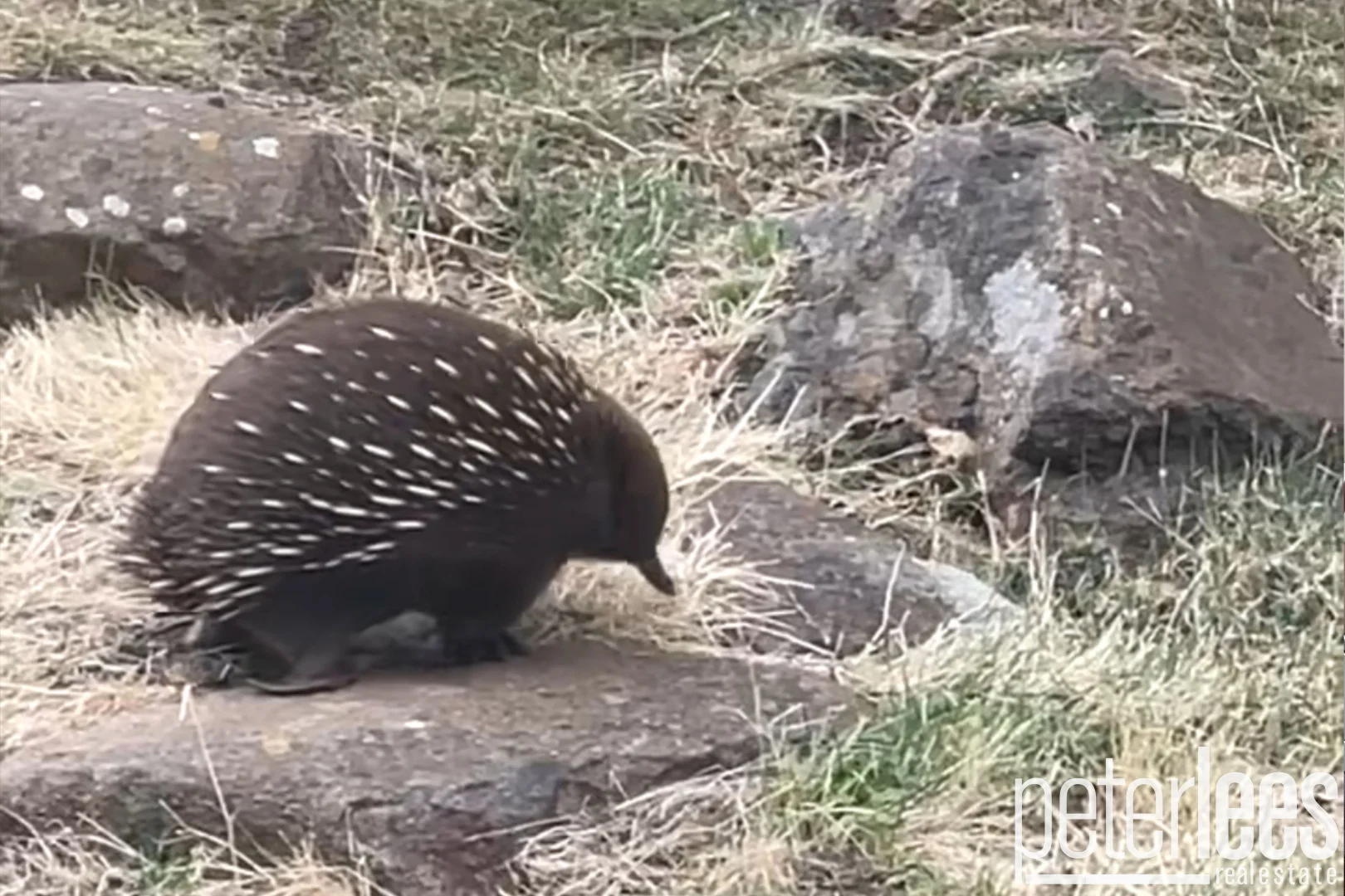 Additional image 19 of 55 Newlands Street, Trevallyn TAS 7250