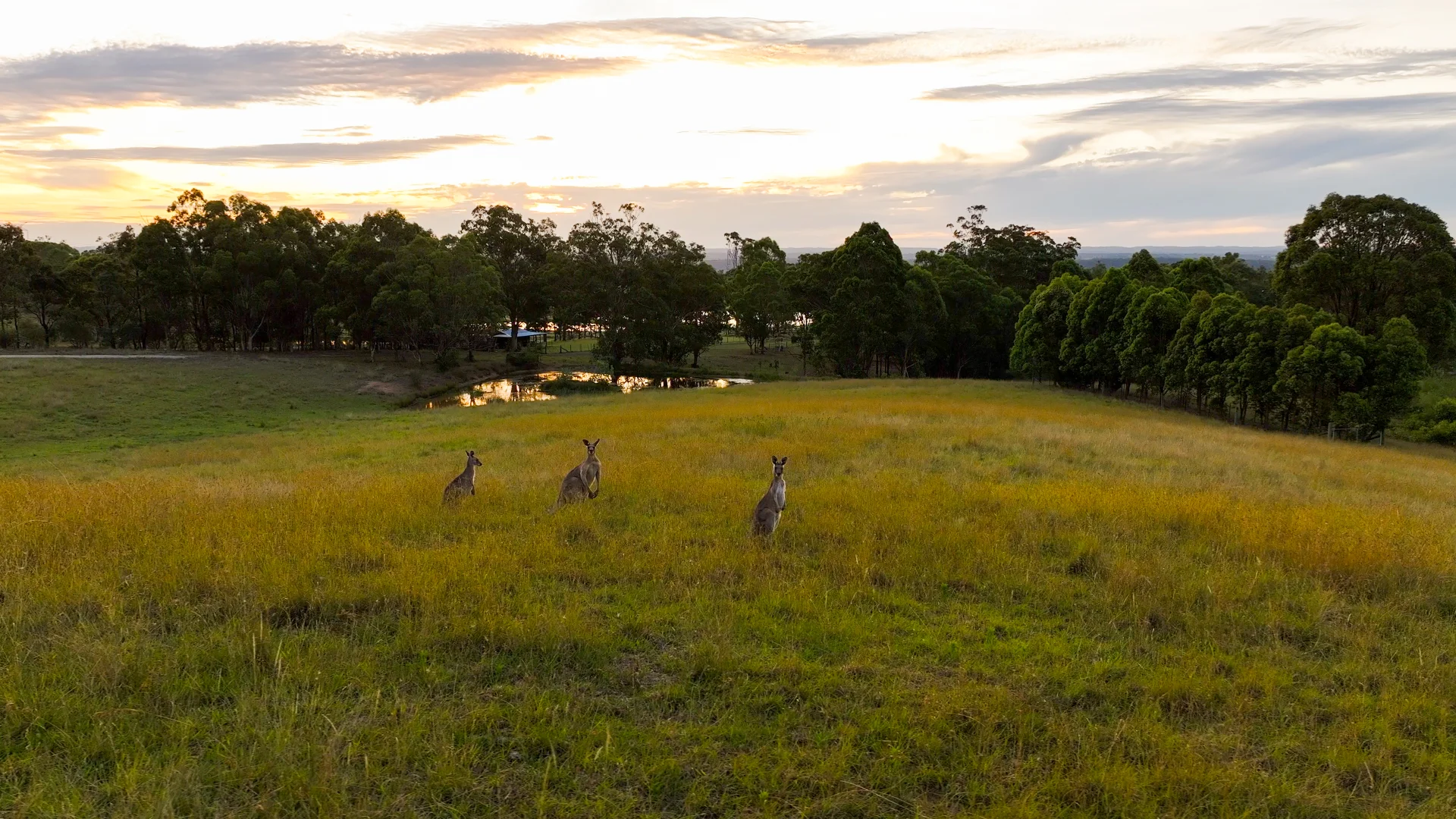 Additional image 3 of 100 Colonel Pye Drive, Cobbitty NSW 2570