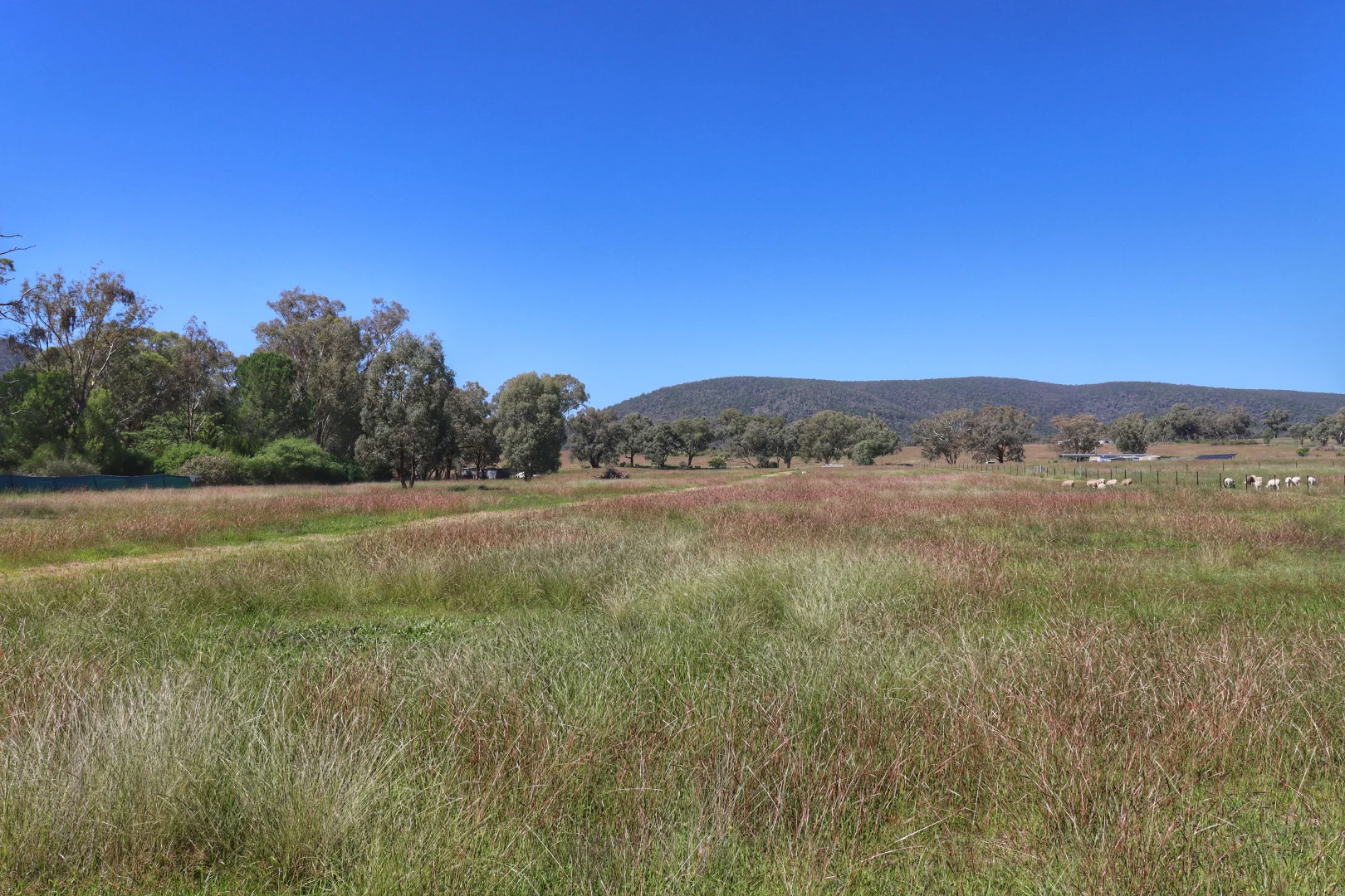 Additional image 5 of 138 Cowra Street, Koorawatha NSW 2807