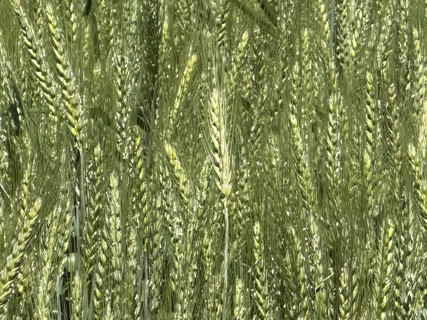 Image 16