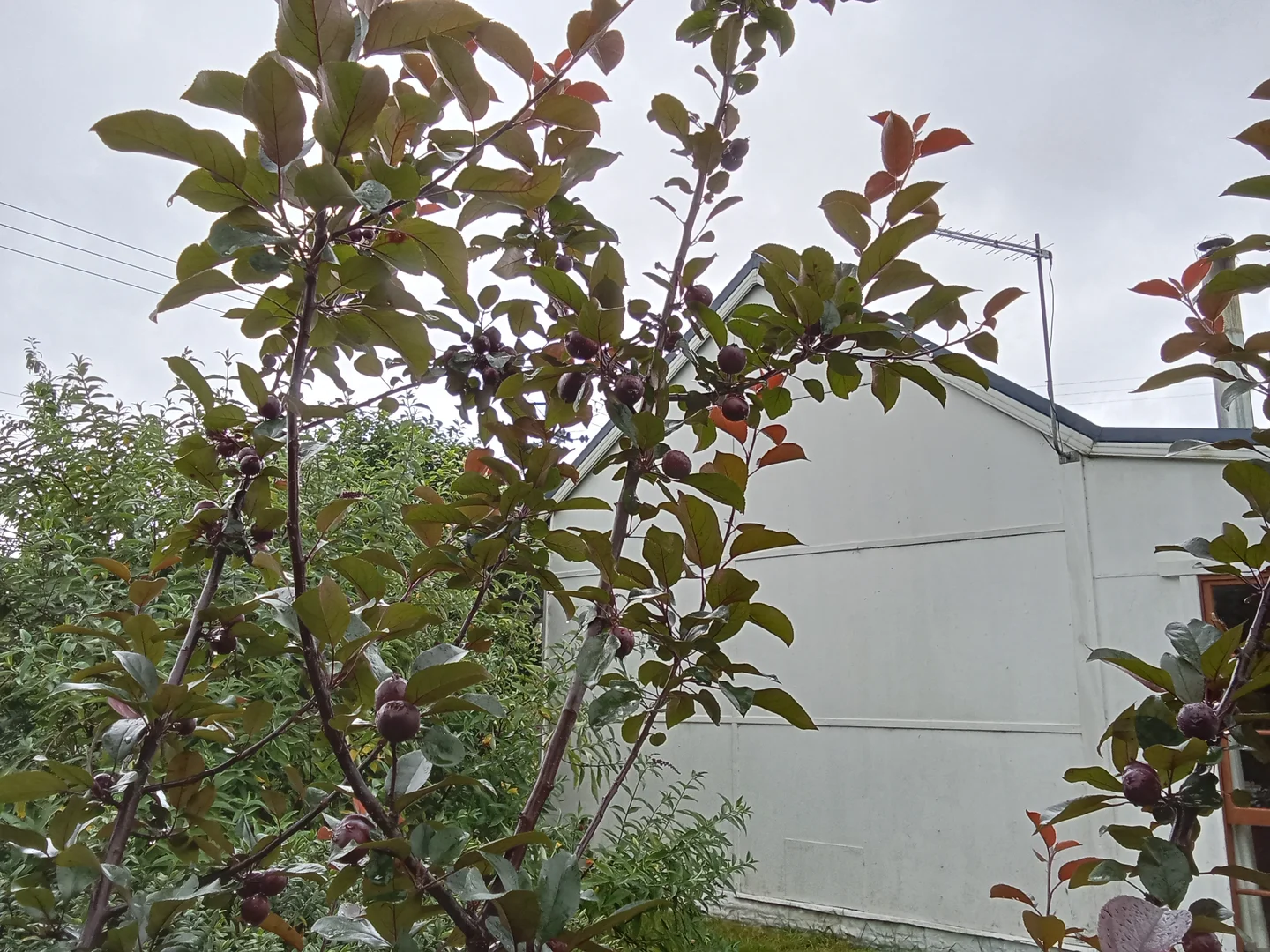 Additional image 12 of Springfield TAS 7260