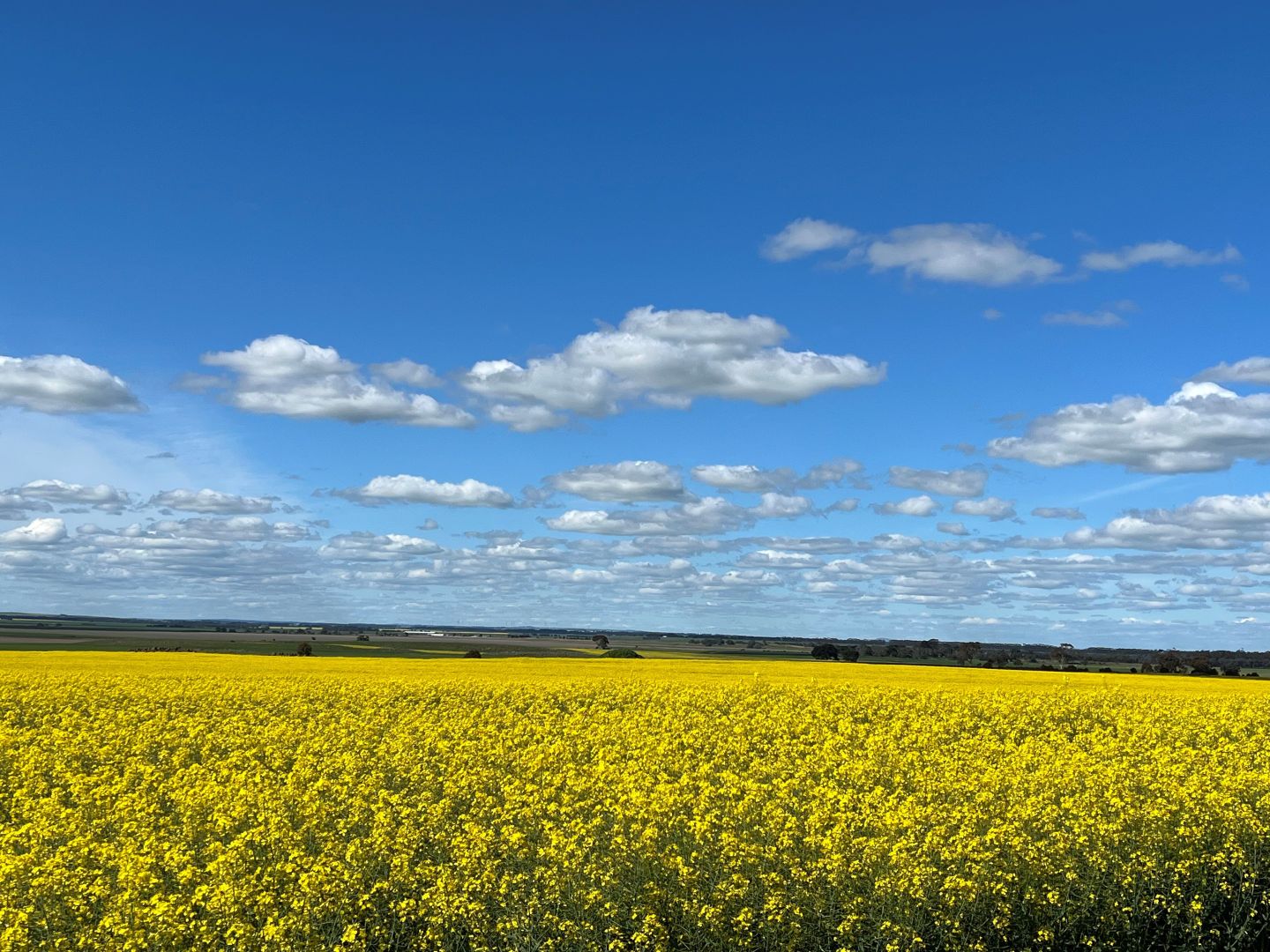 Estate Road, Lake Bolac VIC 3351 House for Sale Domain