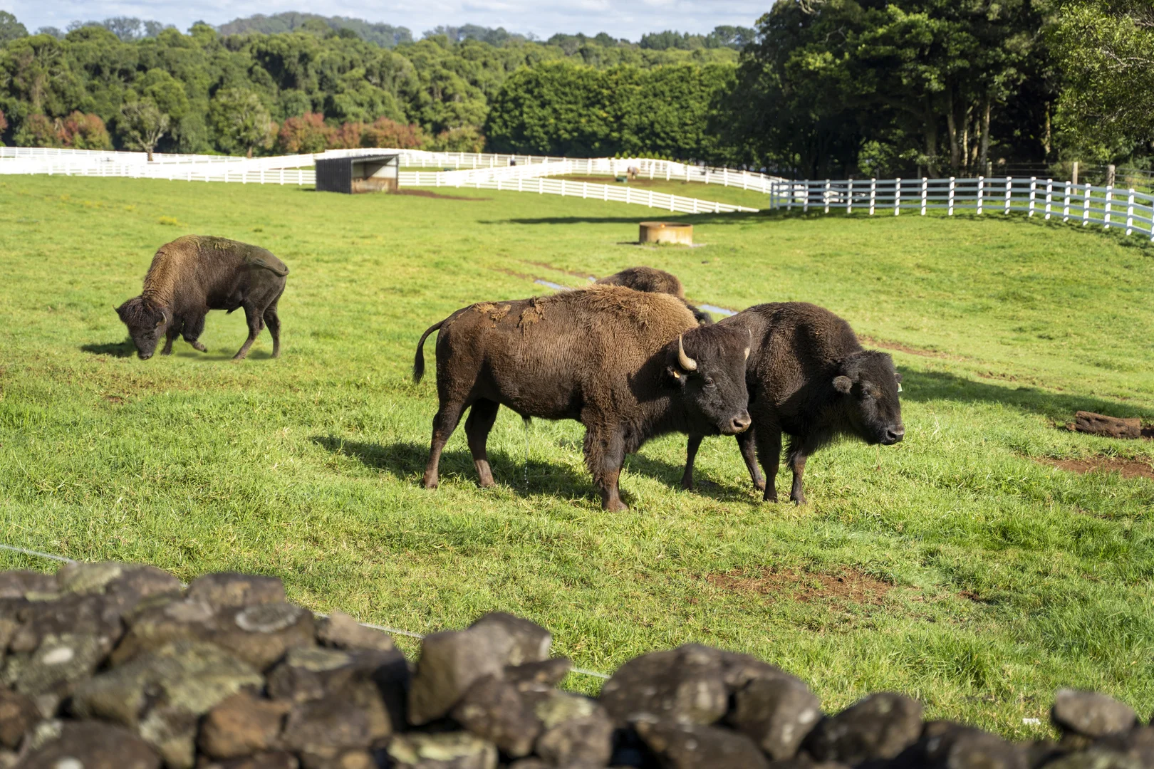 Additional image 24 of 101 Pearsons Lane, Robertson NSW 2577