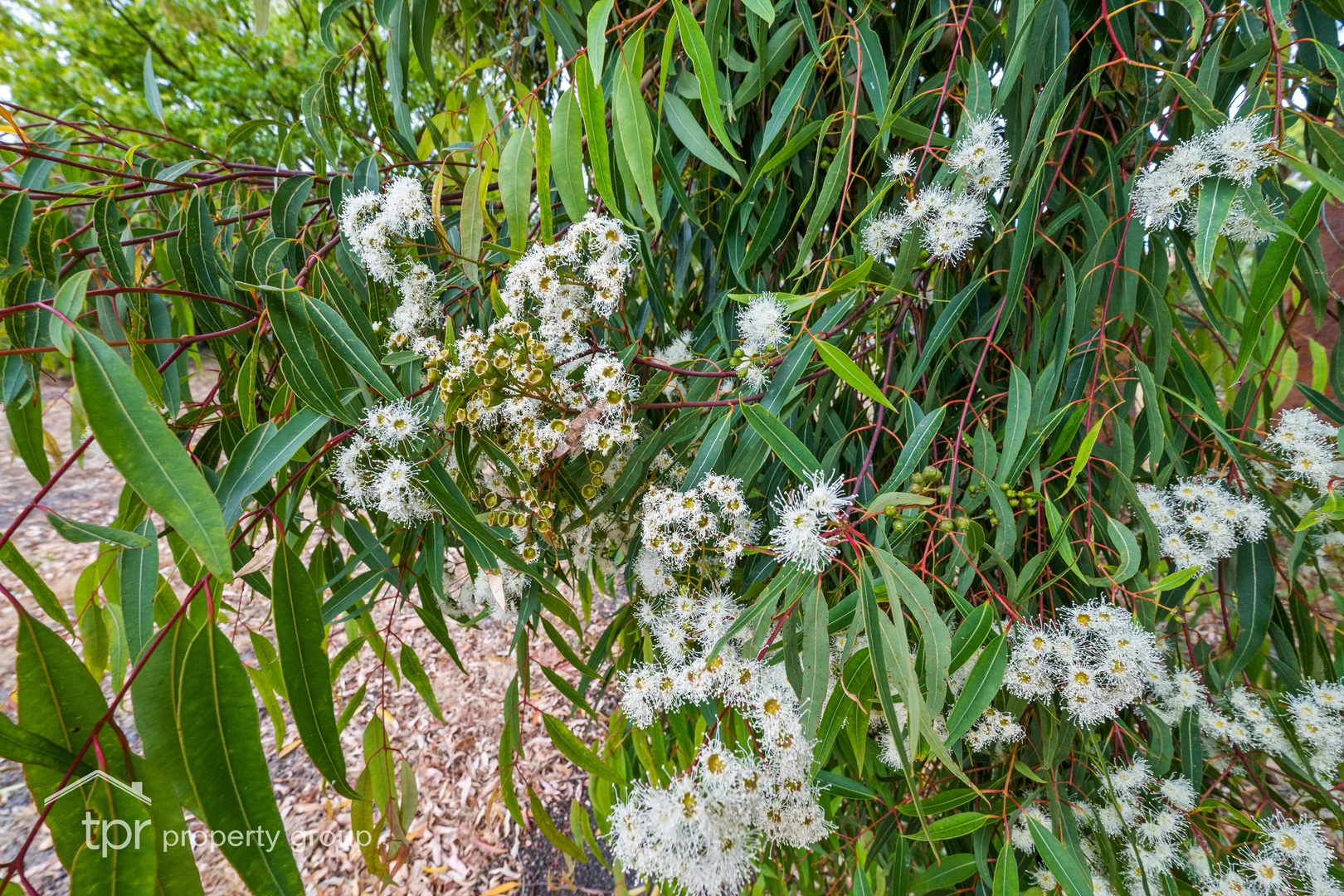 Image 27
