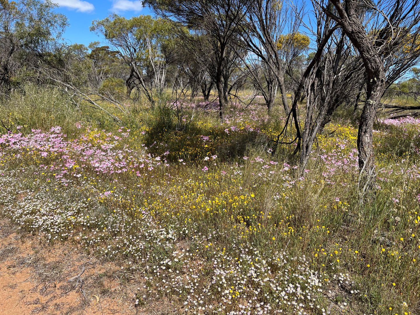 Lot 800 Yorkrakine Rock Road, Kellerberrin WA 6410, Image 2