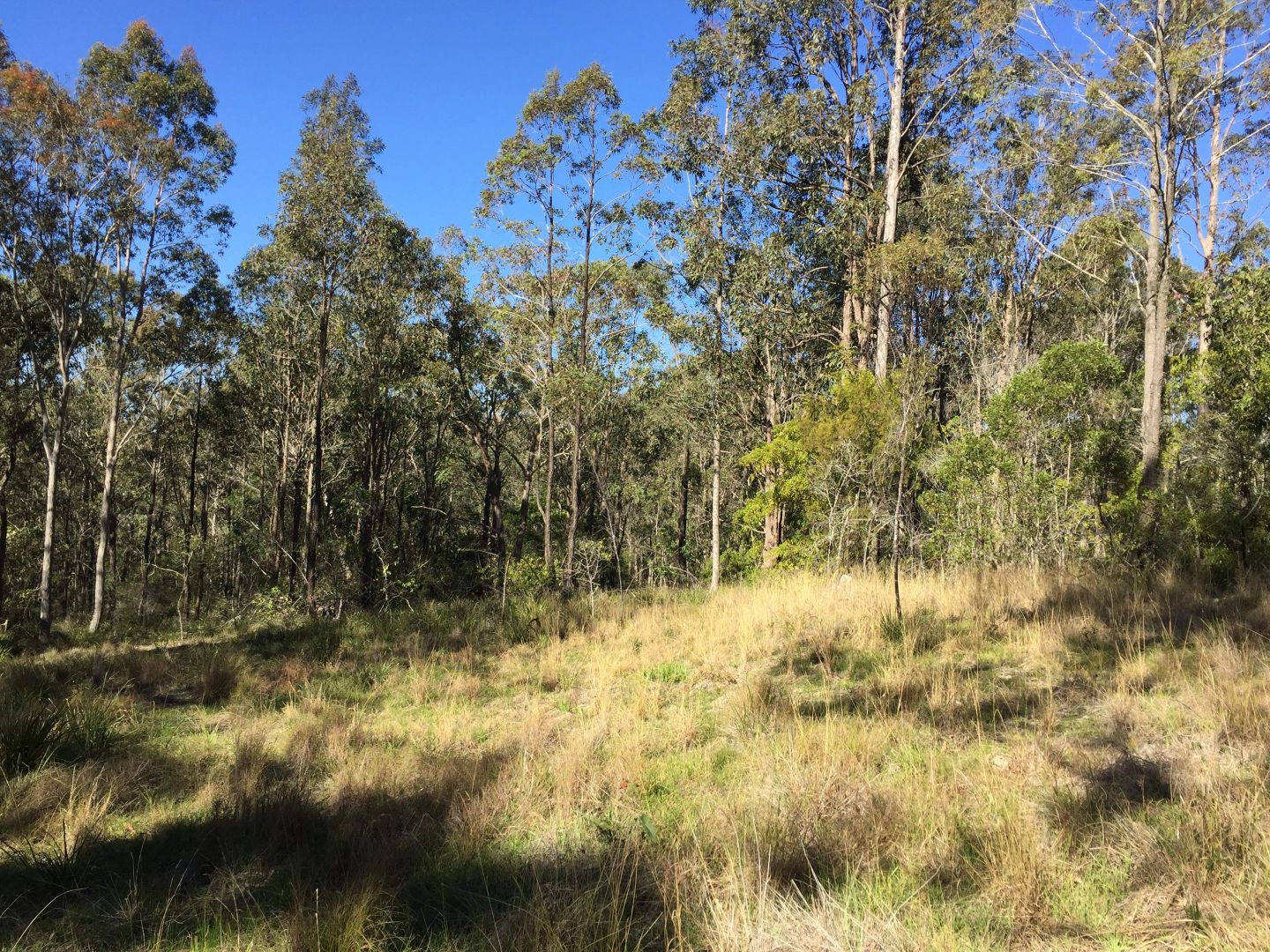 93 Glen William Road Lot 256 DP752497, Clarence Town NSW 2321, Image 1