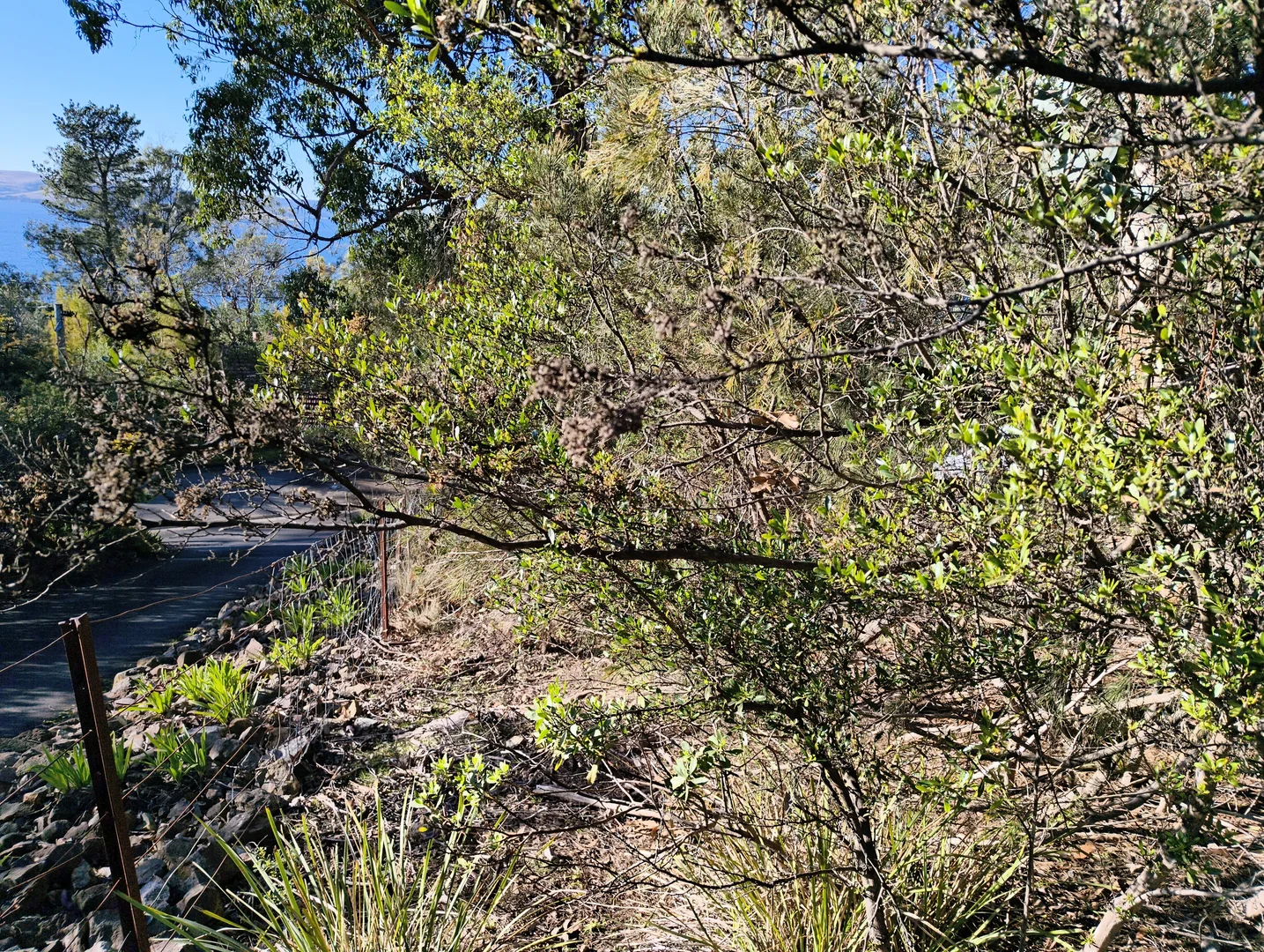 Image 15