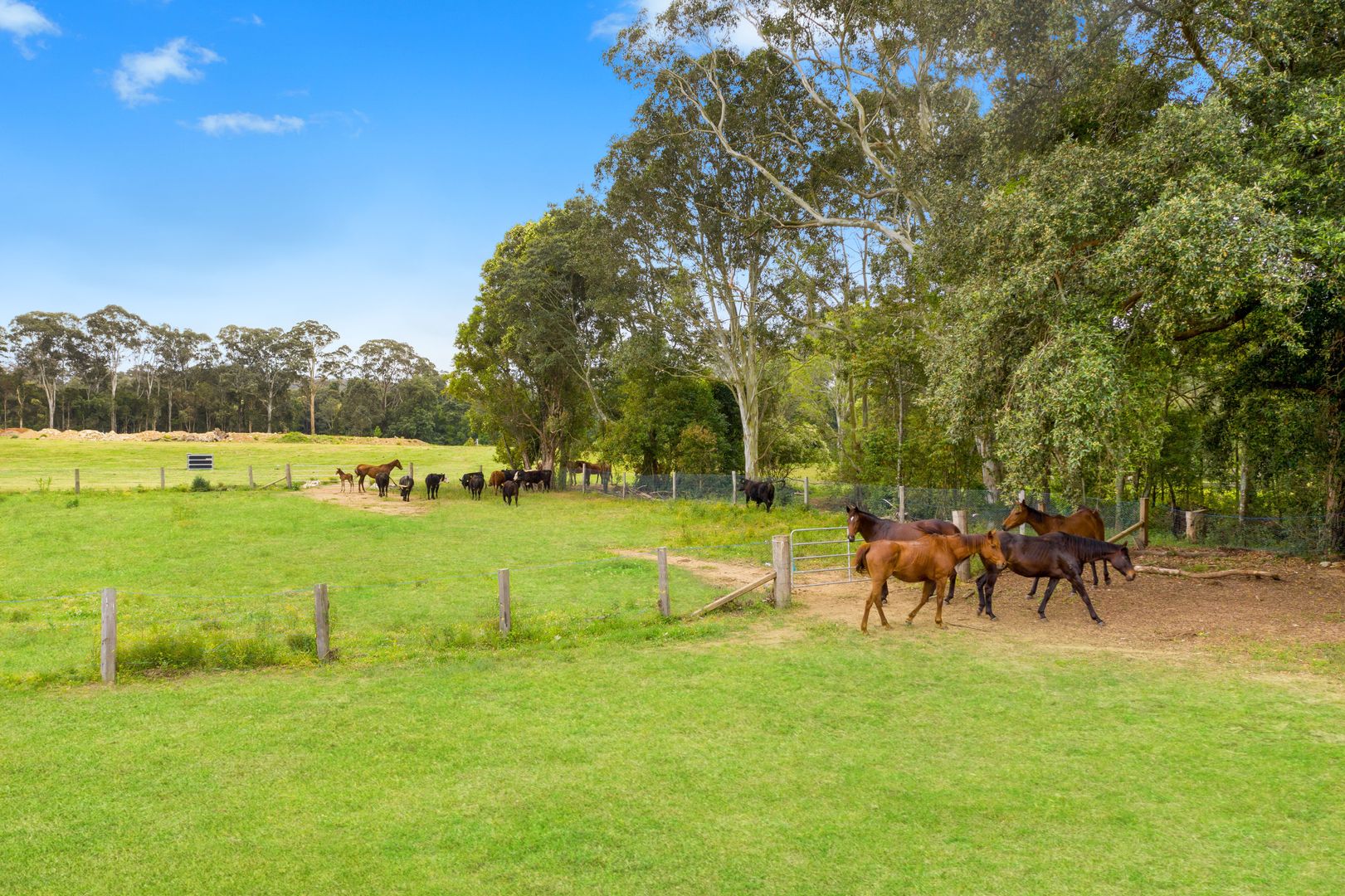 55 Davenport Lane Jilliby Nsw 2259 House For Sale 2 Domain