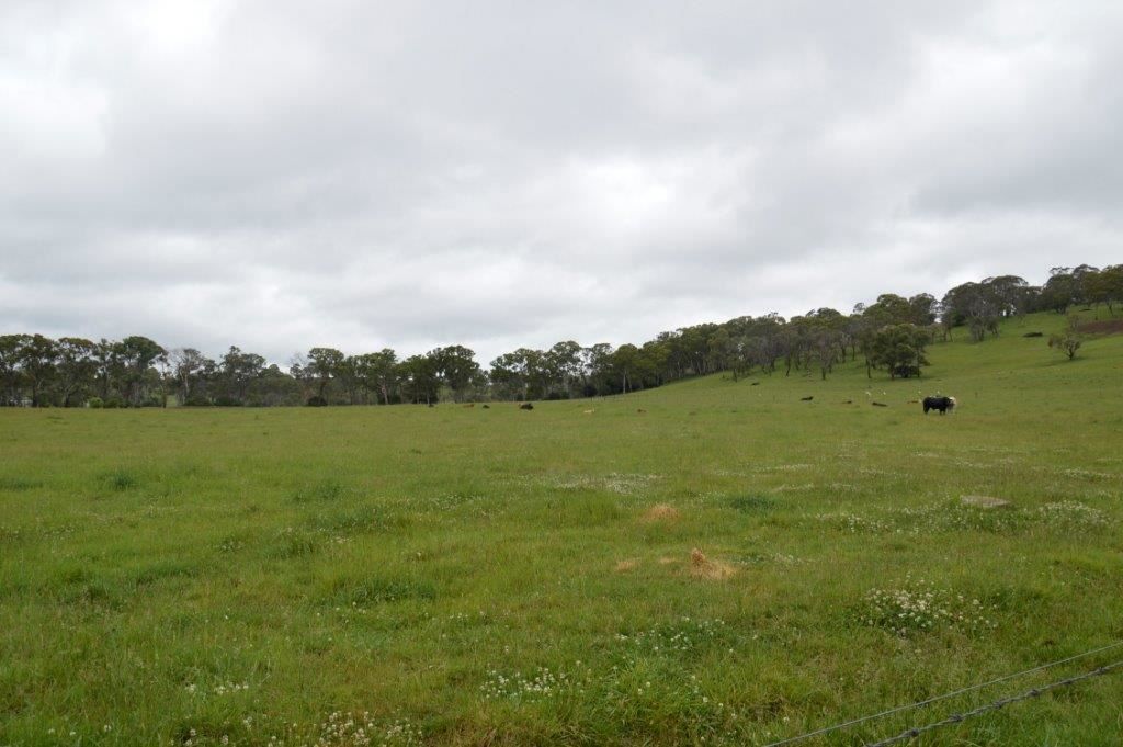 VioletDale/. Ryanda Creek Road, Ben Lomond NSW 2365, Image 0