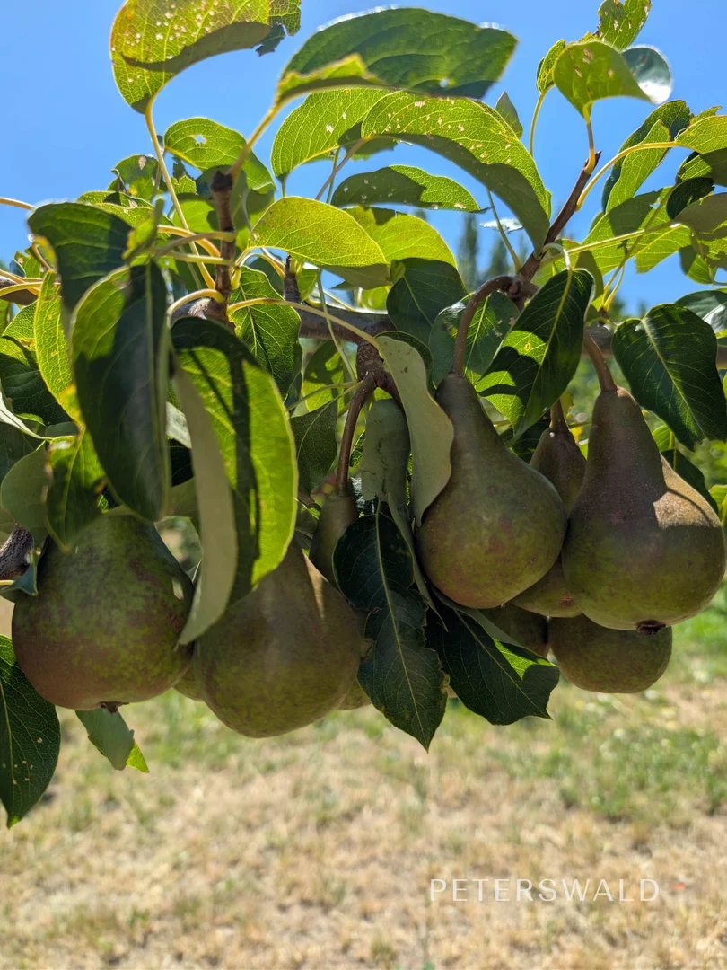 Additional image 33 of 38 Jacombe Street, Richmond TAS 7025