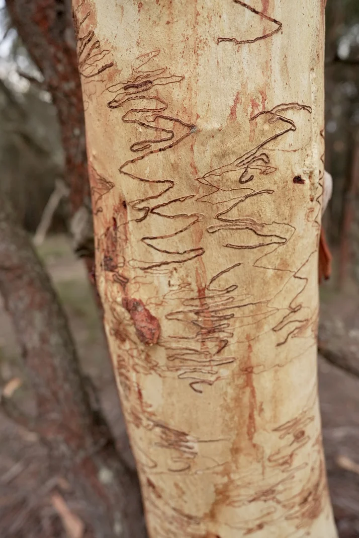 Additional image 26 of 134 Gumnut Crescent, Bungonia NSW 2580