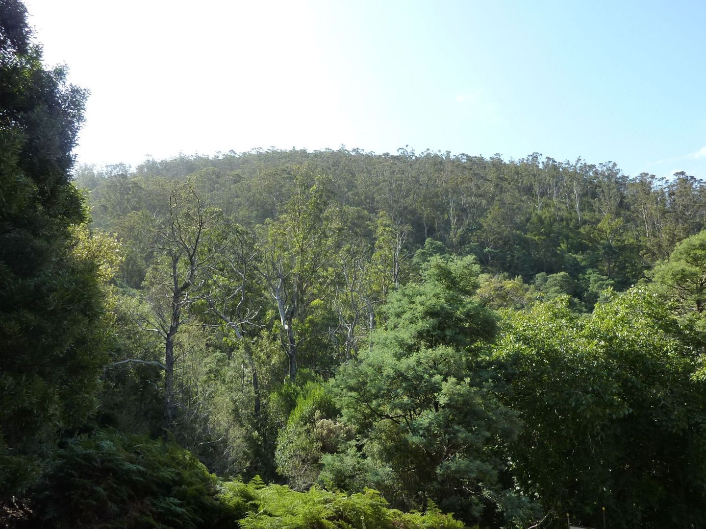 391 Lenah Valley Road, Lenah Valley TAS 7008 Vacant Land for Sale