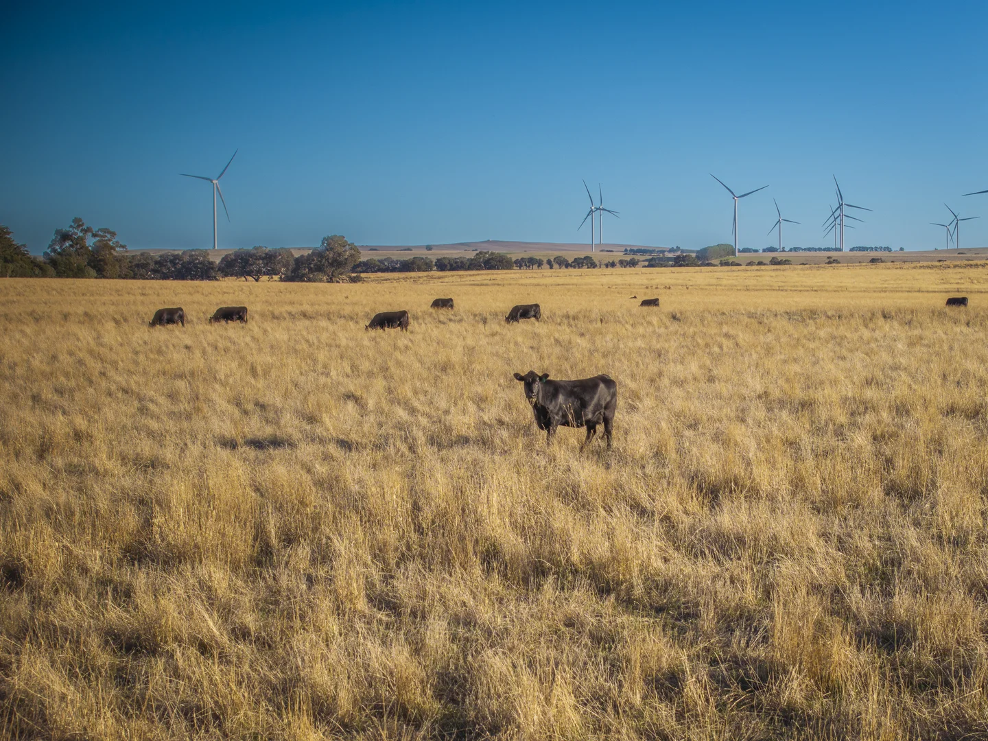 Additional image 26 of 1154 Stockyard Hill Road, Stockyard Hill VIC 3373