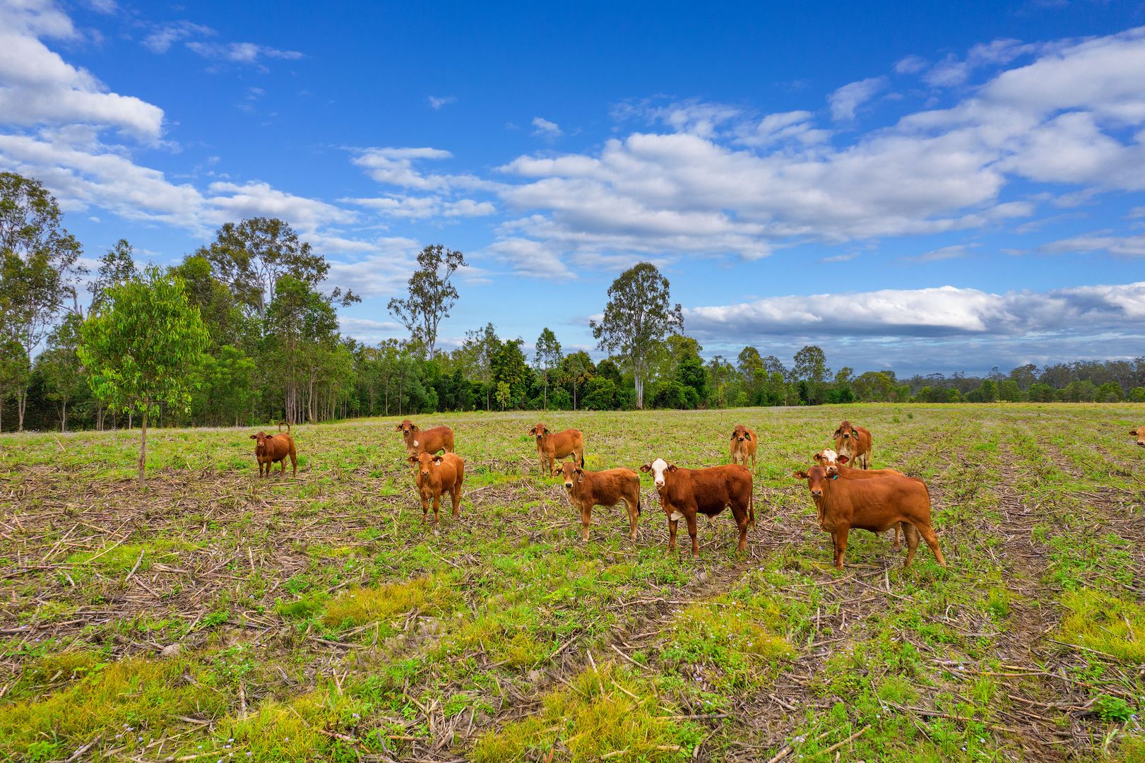 288 Blowers Road, Munna Creek QLD 4570, Image 2