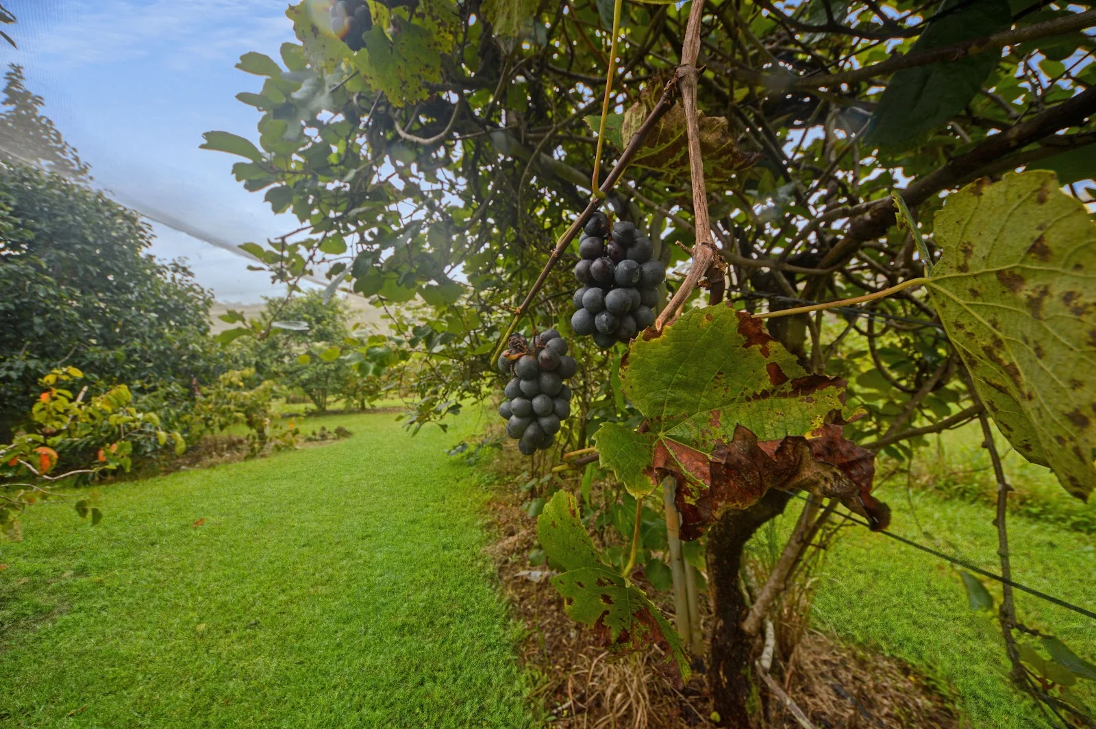 Additional image 13 of 1888 Tumoulin Road, Ravenshoe QLD 4888