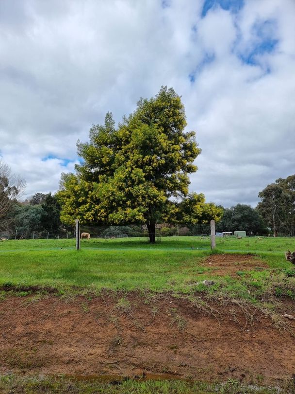 Vacant land in 39 ROBERTS STREET, BALINGUP WA, 6253