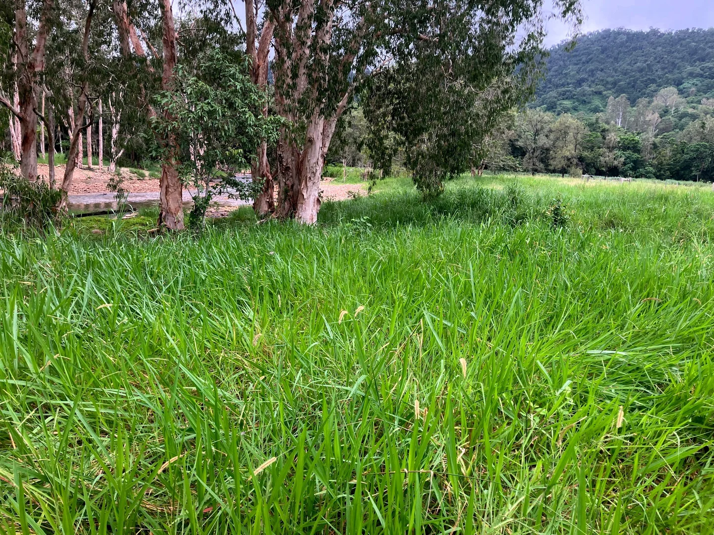 Additional image 23 of Gorge Road, Finch Hatton QLD 4756