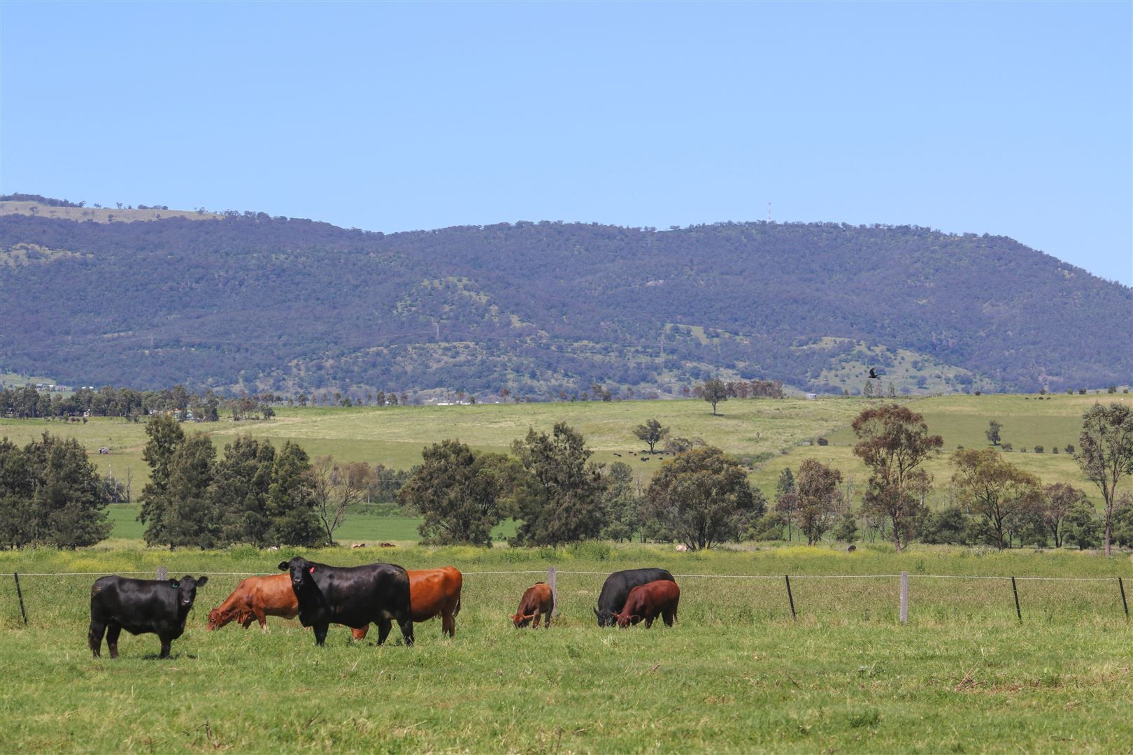 192 Yarrandi Road, Scone NSW 2337, Image 0