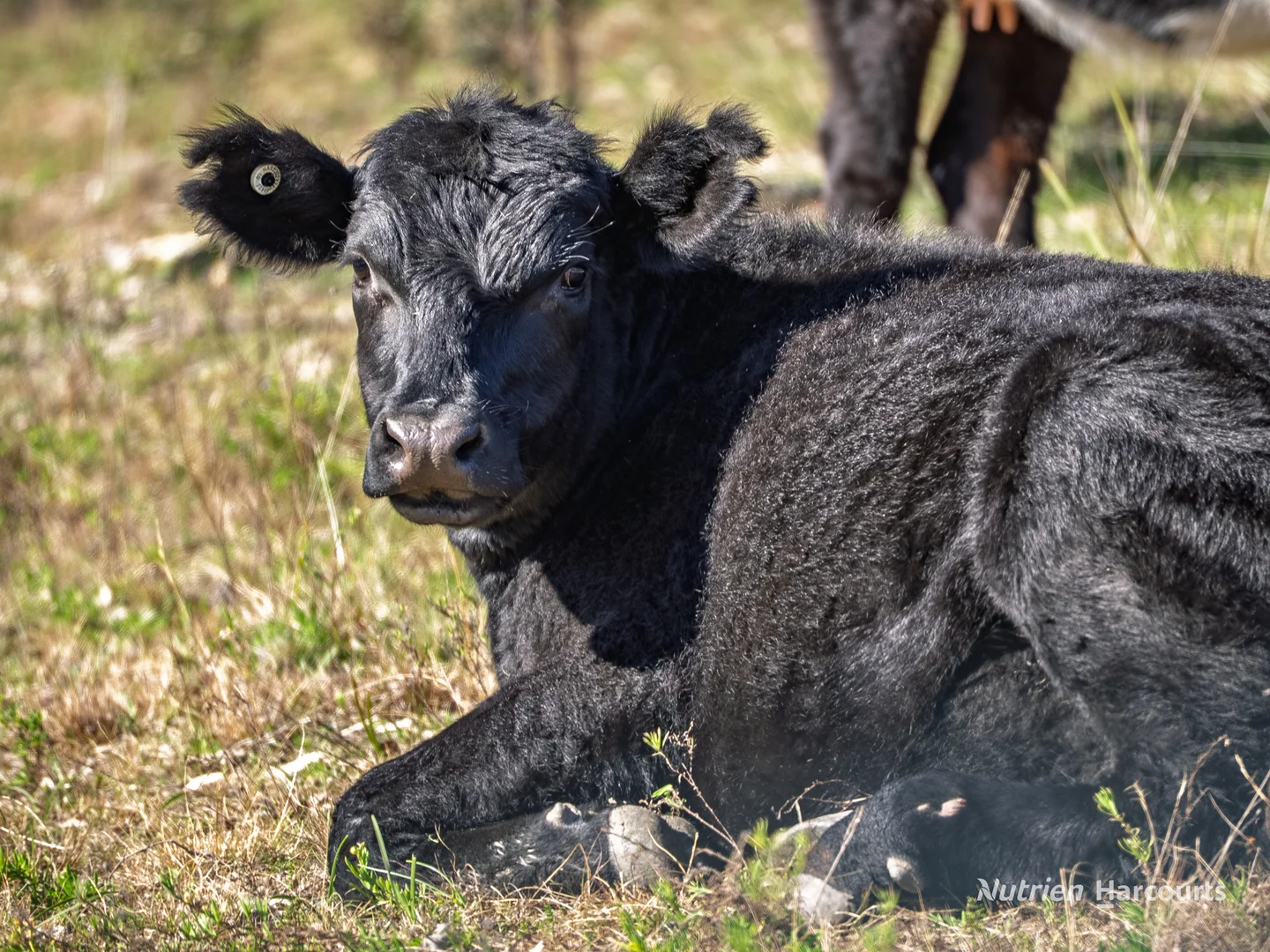 Additional image 5 of Rocky Glen Road, Kingstown NSW 2358