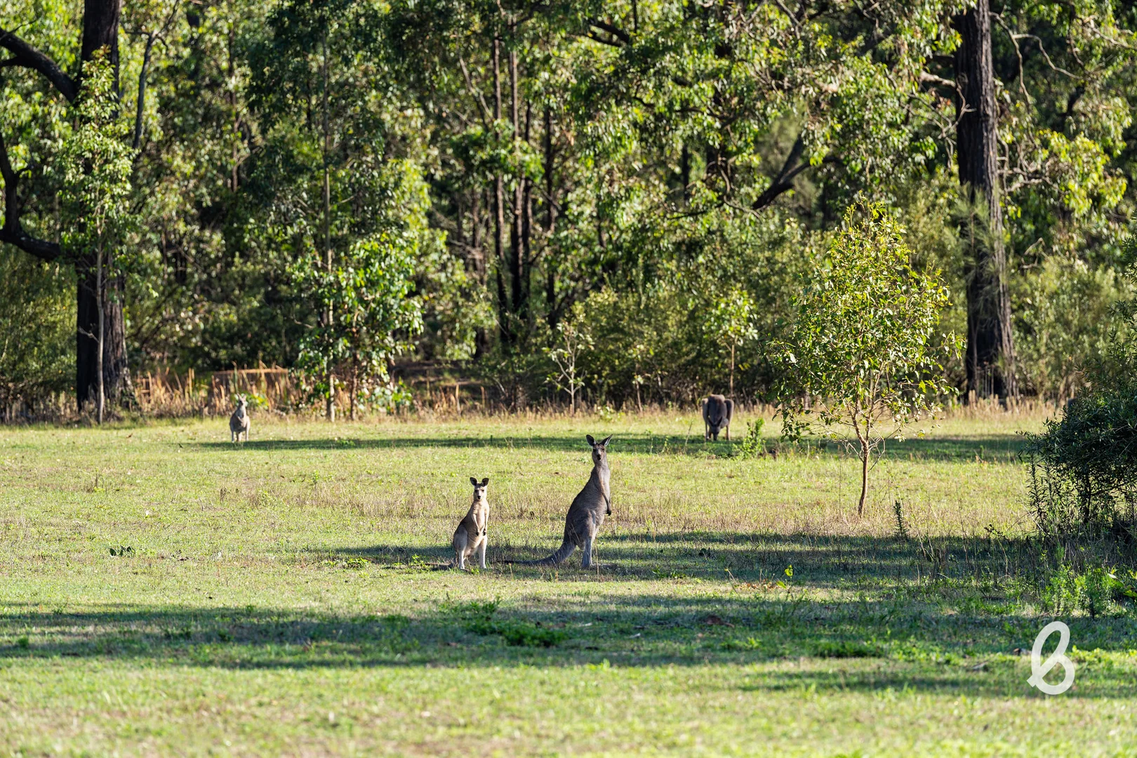 Additional image 33 of 311 Gresford Road, Singleton NSW 2330